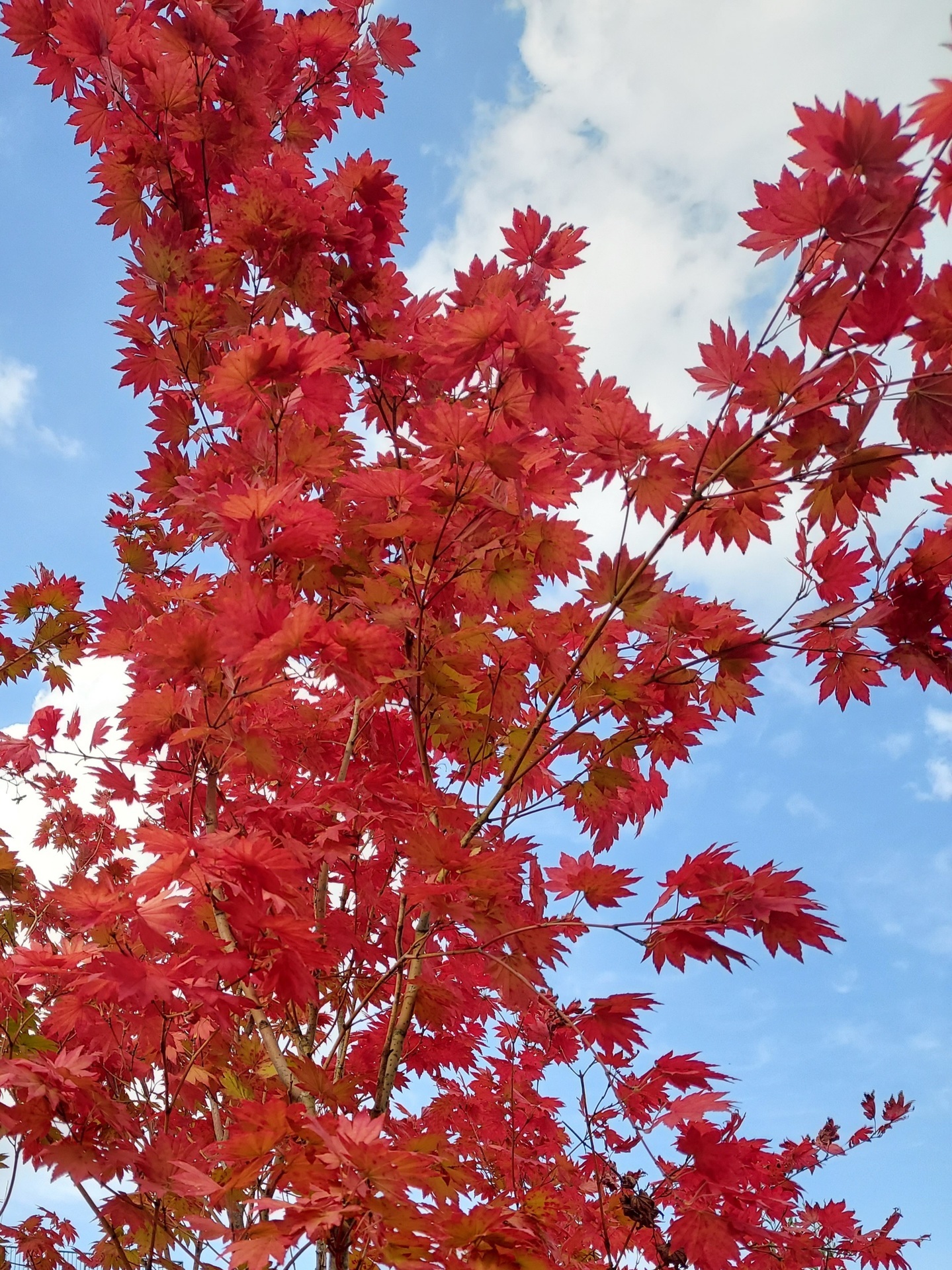コハウチワカエデの紅葉: もみじの観察日記